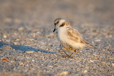 Snowy Plover hiding Chick, Boca Grande