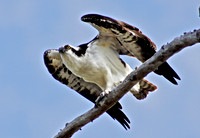 Osprey
