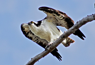 Osprey