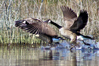 Canada Geese Takeoff
