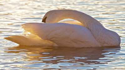 Swan Preening