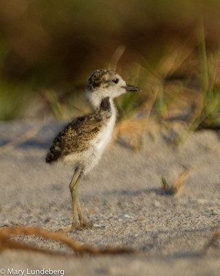 Plover Chick