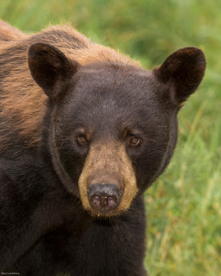 Brown Black Bear