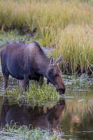Cow Moose Reflection