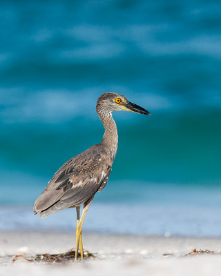 Juvenile Night Crown Heron
