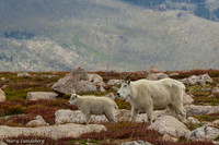 Mountain Goats