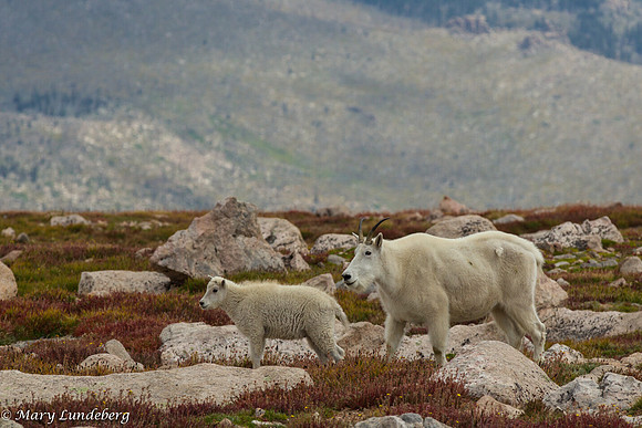 Mountain Goats
