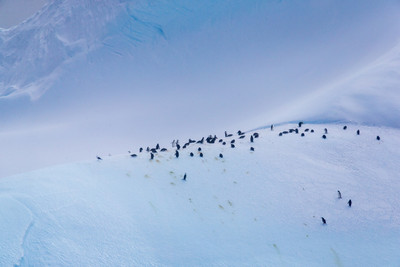 Adeles on Iceberg