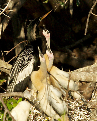 Anhinga Chicks waiting to eat