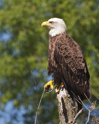 Eagle Talon,St. Croix River, WI
