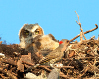 Owlet with Flicker