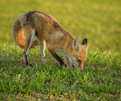 Mama Fox Digging for Cache