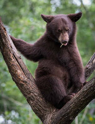 Cub with Caterpillar