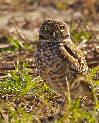 Burrowing Owl, Florida