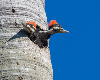 Pileated Woodpecker Chicks