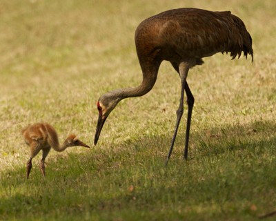 Sandhill Crane feeding Chick