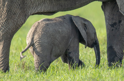 young elephant under parent
