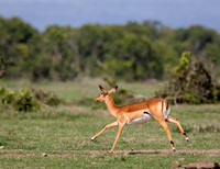 impala
