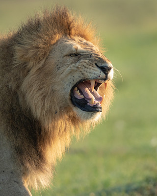 King_of_the_Pride_Growls