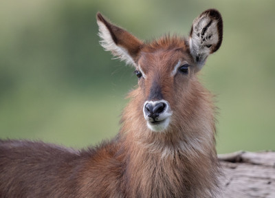 Female Waterbuck
