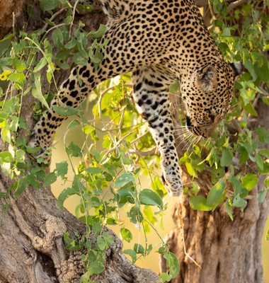 Leopard descending tree
