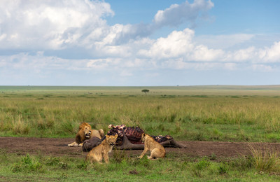 Pride surrounding hippo carcass