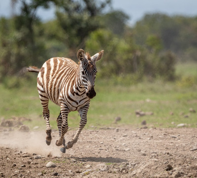 Zebra running