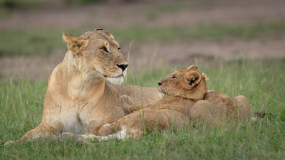 Lioness resting with cub