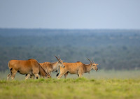 Eland