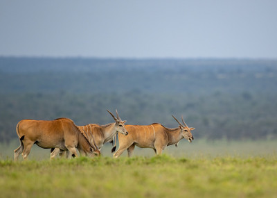 Eland