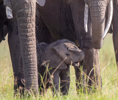 Baby elephant
