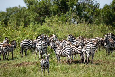 Herd of Zebras