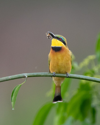 Little bee-eater shakes bee