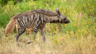 Striped hyenna