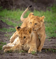 Playful_cubs