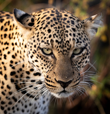 Leopard face