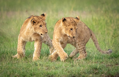 Cub chase