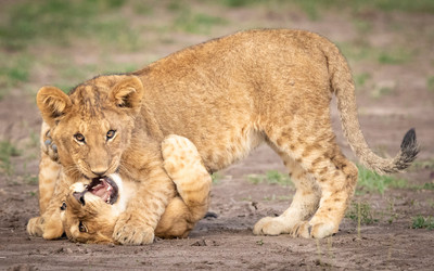 Lion_cubs_playing_the_hunting_game