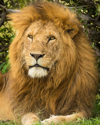 Male_Lion