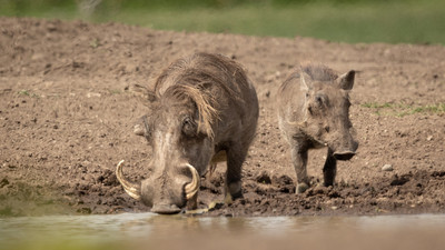 Warthogs drinking