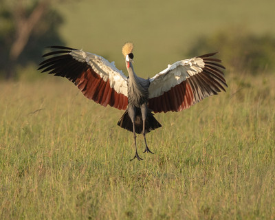 Crowned crane landing2