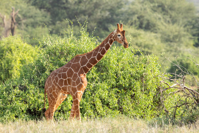 Giraffe (Camelpardilis)