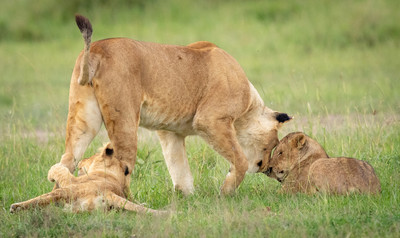 Lioness with cubs
