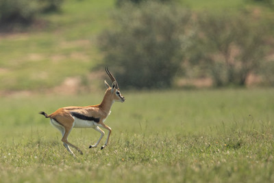 thomson's gazelle