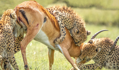 cheetahs killing Impala