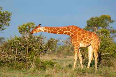 Reticulated Giraffe