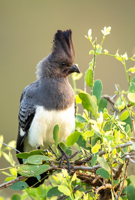Go away bird