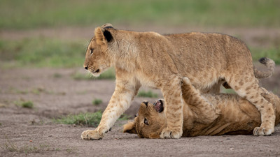 lion cubs2
