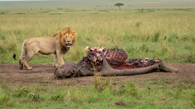 Male lion guarding carcass