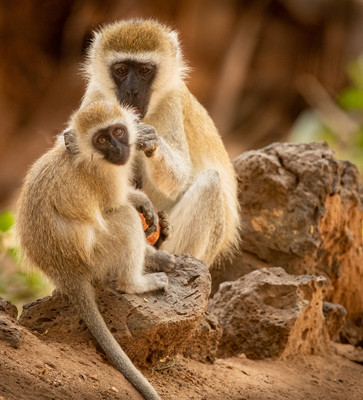 Monkey grooming young